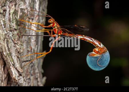 A female Giant Ichneumon wasp (Megarhyssa macrurus) oviposits into the side of a tree. Stock Photo