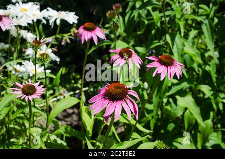 Blooming medicinal herb Echinacea Purpurea or Coneflower, close-up, selective focus Stock Photo