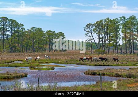 Wild Ponies Feeding in a Wetland in the Chincoteague Wildlife Refuge in Virginia Stock Photo