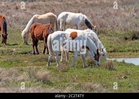 Wild Ponies in a Wetland Grassland in Chincoteague Wildlife Refuge in Virginia Stock Photo