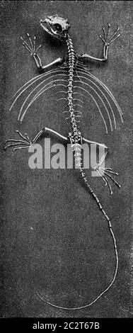 Skeleton of a flying lizard, vintage engraved illustration. From the Universe and Humanity, 1910. Stock Photo