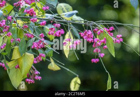 Common spindle shrub (Euonymus europaeus) Stock Photo