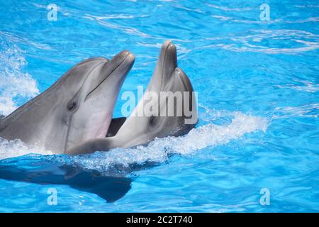 Two dancing dolphins at pool Stock Photo