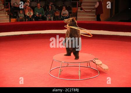 Trained bear twisting hoops in circus arena. Bear cheering audience in circus Stock Photo