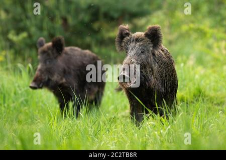 Two fierce wild boars, sus scrofa, standing together in wilderness in summertime. Herd of shy animals on a green meadow in nature. Alert aggressive ma Stock Photo