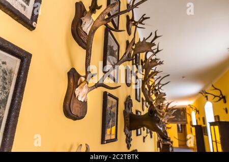 The hall of trophies, deer antlers, Europe. Medieval european treasure, famous places for travel and tourism Stock Photo