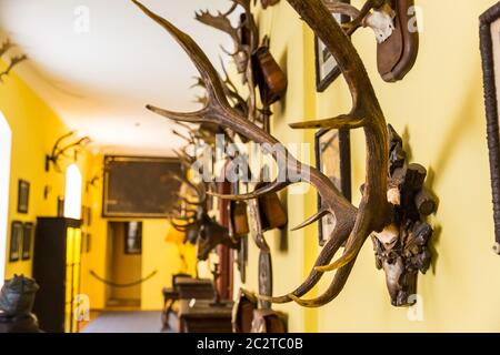 The hall of trophies, deer antlers, Europe. Medieval european treasure, famous places for travel and tourism Stock Photo