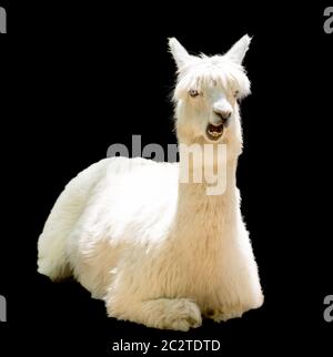 Bizarre funny alpaca isolated on black Stock Photo