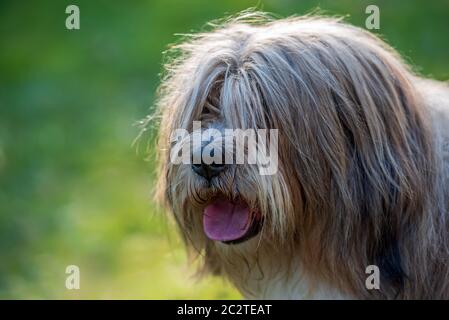 Portrait, head of a beautiful Tibetan terrier dog head. Background blurred, sunny day, outdoor. Stock Photo