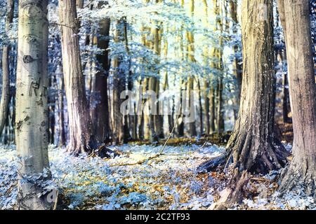 Magical forest scenery wmith blue hues and the sun peaking through the trees Stock Photo