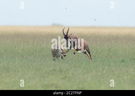 KENYA: In the sights of the world's fastest land mammal. AMAZING photos show a cheetah RIDING ON TOP of a galloping antelope in a frantic race for lif Stock Photo