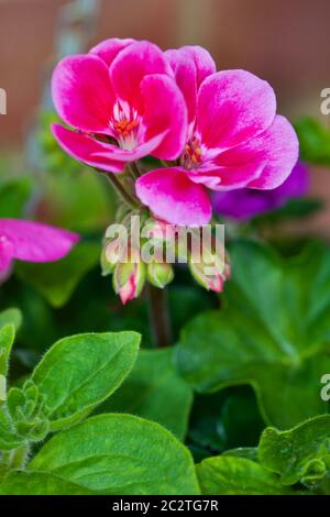 Geranium compact pink with eye ‘rosita’ Stock Photo