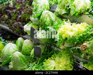 Assorted cabbages in local market Stock Photo