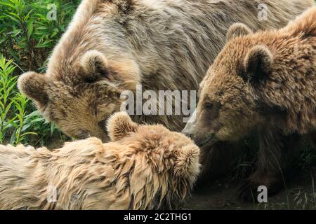 Three European or Eurasian brown bears (ursus arctos arctos) playfully huddle together in grass Stock Photo