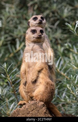 Two meerkats (Suricata suricatta) on watch out to protect and guard the group Stock Photo