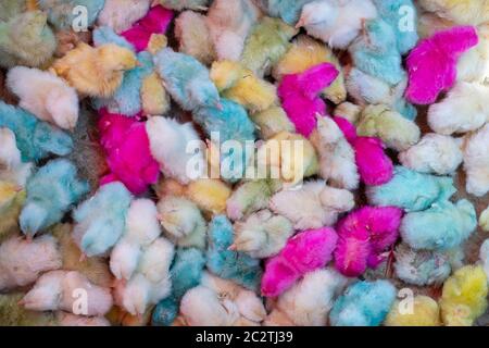 colorful chicks for sale Stock Photo