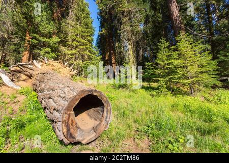 Mouldering stump against pine tree massive at Sequoia National Park, California USA Stock Photo