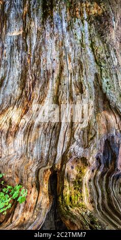 Old tree trunk with green moss closeup. Old tree without bark Stock Photo