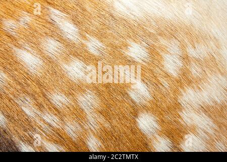 Gazelle fur. Texture or background Stock Photo