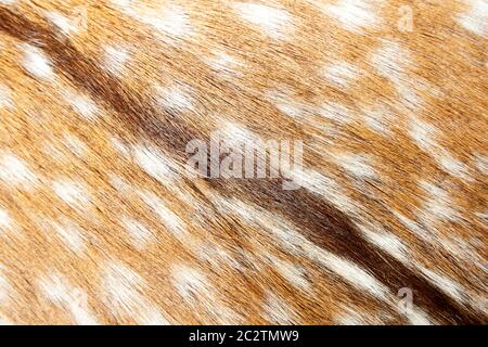 Gazelle fur. Texture or background Stock Photo