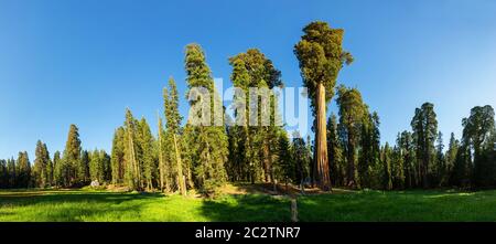 Green meadow against huge pine tree forest panoramic view at Sequoia National Park, California USA Stock Photo