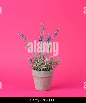 gray ceramic pot with a growing bush of lavender on a pink background, close up Stock Photo