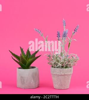 gray ceramic pot with a growing bush of lavender and aloe on a pink background Stock Photo