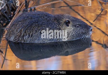 Nutria Myocastor coypus in the moat near Sandhausen Stock Photo