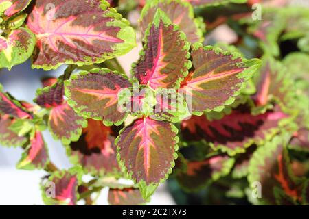 Coleus  (Solenostemon scutellarioides) Stock Photo