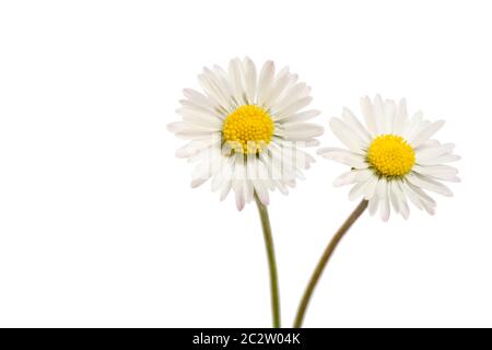 Two Bellis perennis flowers isolated on white Stock Photo