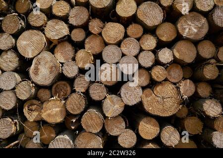 sawed tree trunks in a forest in Germany Stock Photo