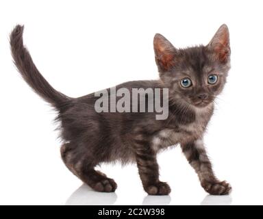 A simple black cat without a breed isolated on a white background