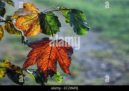 One red and one yellow autumn leaf backlit on a tree Stock Photo