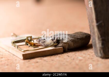 https://l450v.alamy.com/450v/2c2w51n/mouse-caught-in-the-mouse-trap-on-the-floor-2c2w51n.jpg