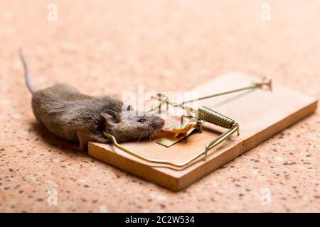 https://l450v.alamy.com/450v/2c2w534/mouse-caught-in-the-mouse-trap-on-the-floor-2c2w534.jpg