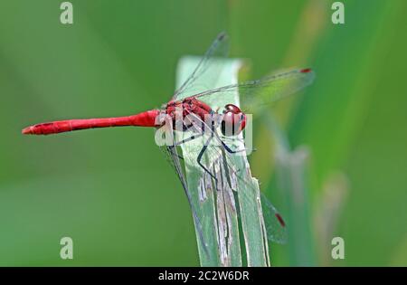 Blood-red Heather Dragonfly Sympetrum sanguineum Stock Photo