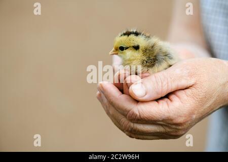 Little cute yellow and black newborn baby chicken sit at senior adult hands close up in beige isolated background Stock Photo
