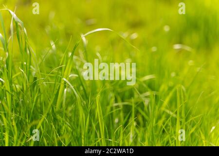 green grass texture. background of green grass with selective focus. Stock Photo