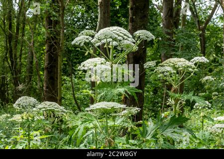 Giant hogweed (Heracleum mantegazzianum), a tall invasive flowering plant in the UK Stock Photo