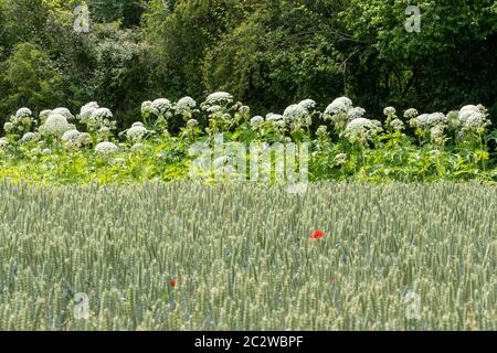 Giant hogweed (Heracleum mantegazzianum), a tall invasive flowering plant in the UK, growing along a field edge Stock Photo