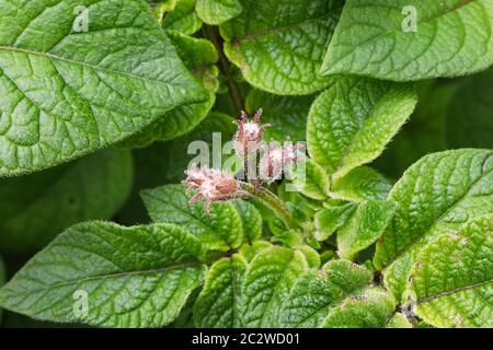 Closeup of potato leaves and flower buds. Stock Photo