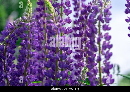 purple lupine flowers close-up. eco background. blue Stock Photo