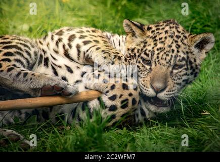 Cute jaguar cub playing with a wooden stick Stock Photo