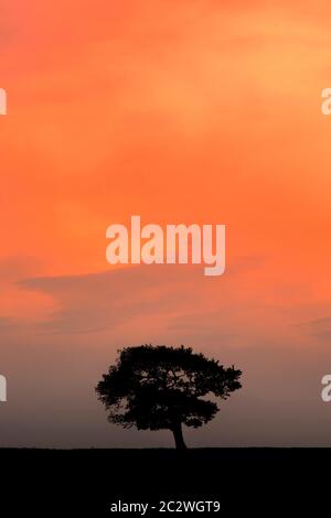 Lone Oak Tree against a Sunset, North Yorkshire Stock Photo