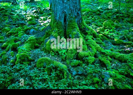big tree in forest and stones covered with green moss Stock Photo