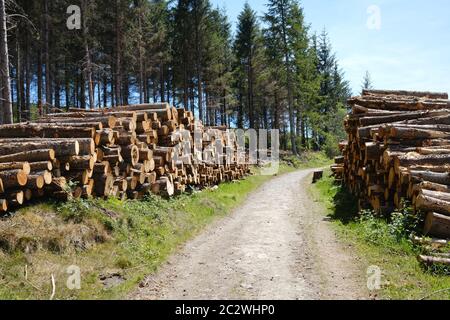 stacked logs in a forestry plantation Stock Photo