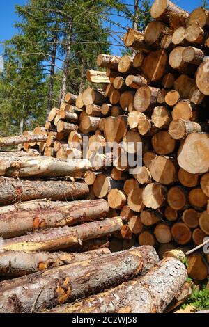 stacked logs in a forestry plantation Stock Photo
