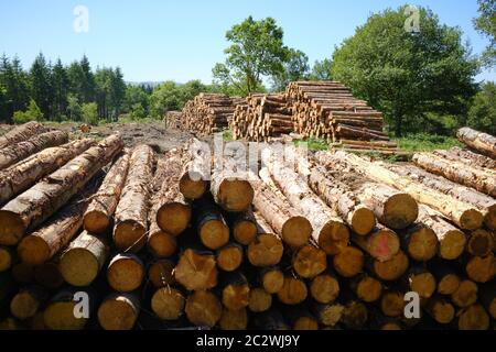 stacked logs in a forestry plantation Stock Photo