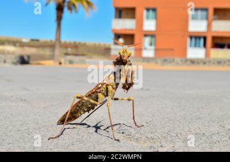 Brown Colored Adult Smart Insect Mantis Religiosa Stock Photo