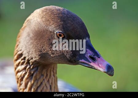 Head study of a short-billed goose Anser brachyrhynchus Stock Photo